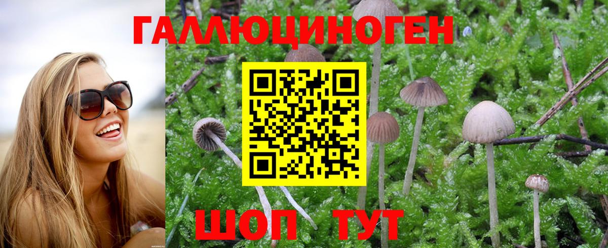 Стрежевой  Псилоцибиновые грибы Cubensis  Псилоцибиновые грибы Psilocybine cubensis  Вход с VPN 